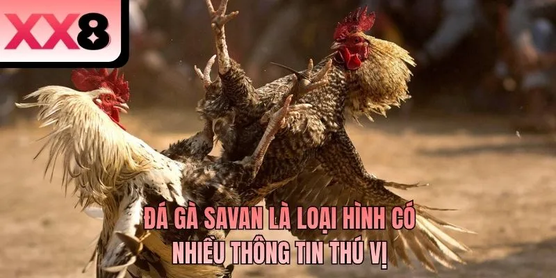 Đá gà Savan là loại hình có nhiều thông tin thú vị
