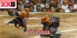 Đá Gà Savan - Những Màn So Tài Chiến Kê Nảy Lửa Tại XX8