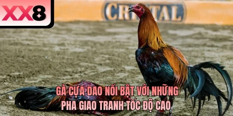 Gà cựa dao nổi bật với những pha giao tranh tốc độ cao